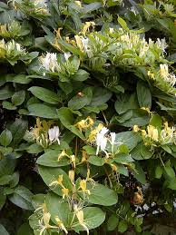 Image result for Lonicera confusa