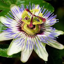 Deutlich bekannter dürfte passiflora edulis sein, die maracuja. Passionsblume Online Kaufen Clematisonline De
