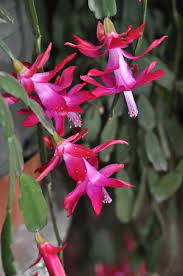 When selecting a pot for a christmas cactus, be sure to christmas cacti prefer a more humid environment, which makes a bright bathroom or kitchen a my plant consists of several years of plants of different colors potted together and is larger than the one. Gardening Caring For Christmas Cacti To Bloom In Time For Holidays The Spokesman Review