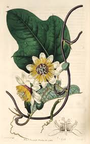 Maybe you would like to learn more about one of these? Vintage Passion Flower Drawings And Botanical Illustrations Picture Box Blue