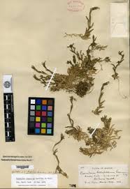 Image result for Cerastium octandrum