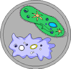 Plants and animals are made up of millions of cells and these cells have several similarities and they also undergo cellular respiration, which performs processes of energy production used to grow the cell and maintain its normal functions. Identifying Animal And Plant Cell Parts
