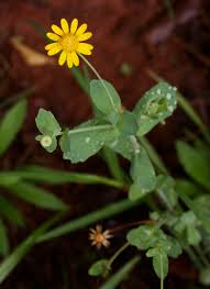 Image result for Emilia discifolia