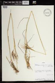 Image result for Hyperthelia dissoluta