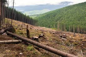 La deforestación se considera un proceso provocado por la actividad humana centrada en la tala de árboles y en las quemas; Deforestacion En El Mundo El 70 De Las Empresas Ocultan Su Impacto