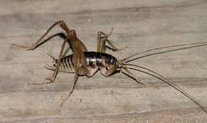 How high can a camel cricket jump? Meet The Camel Cricket The Infinite Spider