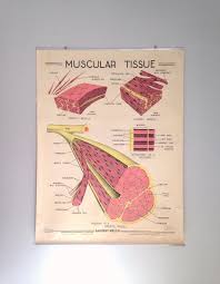 Vintage School Chart Vintage Medical Chart 1963 Muscular Tissue Chart 50x39 Vintage Anatomy Vintage Science Poster