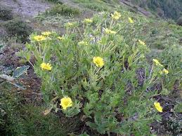 Image result for Guizotia scabra