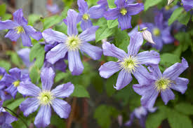 We did not find results for: Wilting Light Purple Clematis Flowers Clippix Etc Educational Photos For Students And Teachers