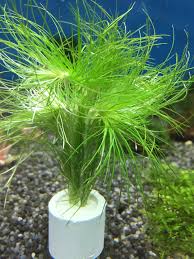 Image result for Eriocaulon schimperi