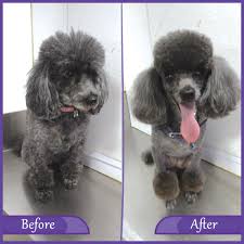 Check spelling or type a new query. Pets In The City Mobile Grooming Dubai Uae Contact Phone Address