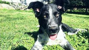 Moving Needing To Rehome My Pup Pup Border Collie Heeler Mix