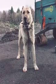Pin On Big Dogs
