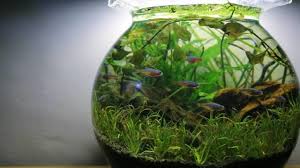 12 jenis batu aquascape yang bagus dan harganya. Tips Membuat Dan Merawat Aquascape Bagi Pemula Kumparan Com