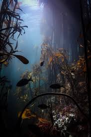 Jackson brown, jr., guy fieri, and dodie smith at brainyquote has been providing inspirational quotes since 2001 to our worldwide community. Tentacles Of Love My Octopus Teacher A Story Of An As In 2021 Underwater World Underwater Images Life Under The Sea