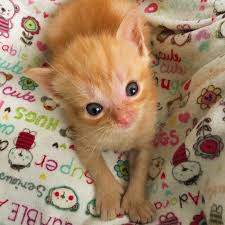A kitten's weight may double or even triple during the first few weeks of life. Fully Funded You Did It Funds For Tater Tot The 9 Week Old Hydrocephalic Kitten Lifesaving Shunt Surgery Kitkat Playroom Powered By Donorbox