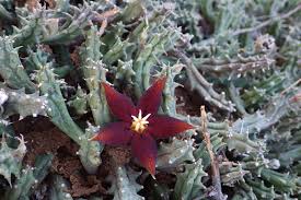 Image result for Piaranthus atrosanguineus