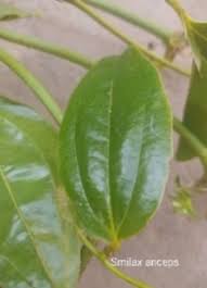 Image result for Smilax anceps