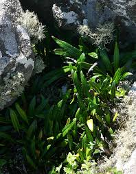 Image result for Elaphoglossum acrostichoides