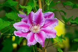 They are mainly of chinese and japanese origin. Clematis Clematis Care In Autumn Preparation For Winter Trimming And Shelter Plant How To Cover Clematis For The Winter All About The Preparation Pruning And Proper Shelter