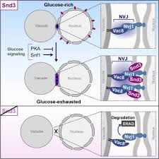 We did not find results for: Snd3 Controls Nucleus Vacuole Junctions In Response To Glucose Signaling Sciencedirect