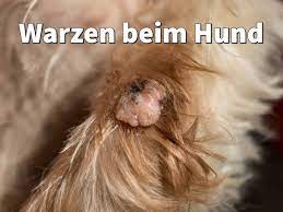 Warzen Beim Hund Entfernen Lassen Oder Homoopathisch Behandeln