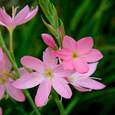 Image result for Hesperantha