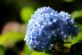 They are not browning, and feel and look healthy, except for the color. Why Does Hydrangea Lose Color My Plant Grow