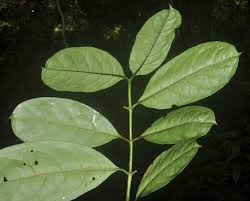 Image result for Craterispermum