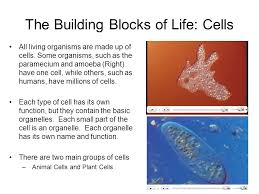 Cells are the basic building blocks of living things. The Building Blocks Of Life The Building Blocks Of Life Cells All Living Organisms Are Made Up Of Cells Some Organisms Such As The Paramecium And Ppt Download