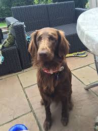 Pin On Pawshake Uk Dogs