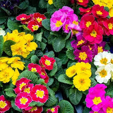 Image result for Jamesbrittenia integerrima