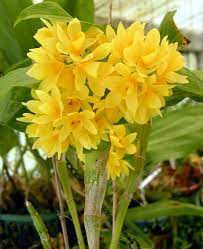 Dendrobium Sultatum Amazing Flowers Beautiful Orchids Orchid Flower
