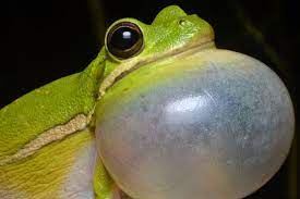 Green Tree Frog From Flickr Eol Images Encyclopedia Of Life Green Tree Frog American Green Tree Frog Tree Frogs