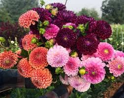 Snip horizontally with pruners or scissors, taking stems long enough for your bouquet. Tried True Favorite Dahlia Varieties Flourish Flower Farm