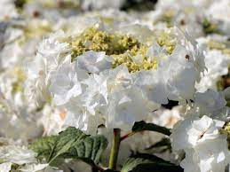 Dress hydrangea on alibaba.com when making attractive decorations that last a long time. Tellerhortensie Wedding Gown Hydrangea Macrophylla Wedding Gown Baumschule Horstmann
