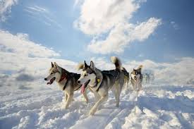 Males range from 40 to 60 pounds and females average 35 to 48 pounds. Der Husky Meinhusky De