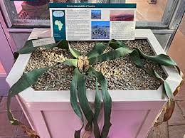 Image result for Welwitschiella