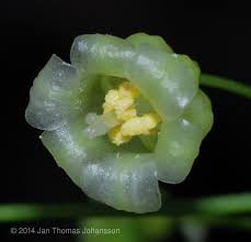 Image result for Behniaceae