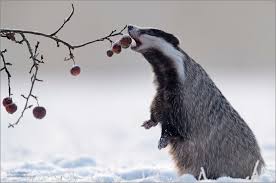 Zum Fruhstuck Ein Apfel Foto Bild Winter Schnee Natur Bilder Auf Fotocommunity Tiere Wild Ausgestopftes Tier Schneebilder