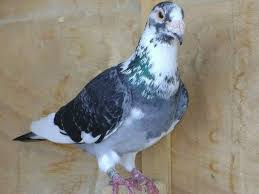Pin By Ricardo Martins On Guvercin In 2020 Pigeon Pictures Pigeon Bird