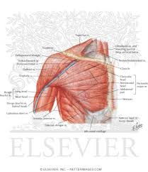 The human shoulder is made up of three bones: Shoulder Muscles