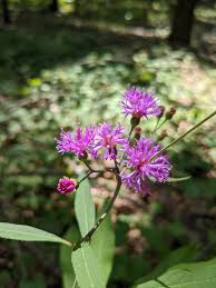Image result for Vernonia praecox