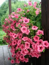 Maybe you would like to learn more about one of these? Ornamental Plant Wikipedia