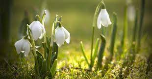 Evergreens do not allow enough spring sunlight through for snowdrops to grow well. 10 Surprising Facts About Snowdrops