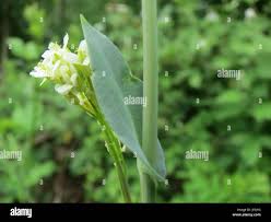 Image result for Turritis glabra