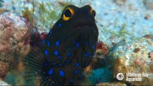 Maybe you would like to learn more about one of these? Baja Fish Taco Gifs Get The Best Gif On Giphy