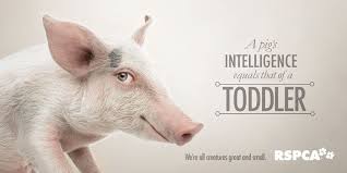 Such A Cool Campaign On Respecting Animals By Brisbane Ad Agency Http Www Urbanhypsteria Com Respect Animals Campaign Animals Animal Activism Like Animals