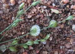 Image result for Limeum fenestratum