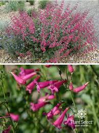 Image result for Penstemon